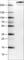 Methyl-CpG-binding domain protein 1 antibody, AMAb90565, Atlas Antibodies, Western Blot image 