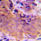 Vasodilator Stimulated Phosphoprotein antibody, LS-C354117, Lifespan Biosciences, Immunohistochemistry paraffin image 