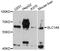 Solute Carrier Family 1 Member 6 antibody, A08539, Boster Biological Technology, Western Blot image 