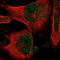 TEA Domain Transcription Factor 3 antibody, NBP1-83949, Novus Biologicals, Immunofluorescence image 