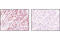 JunB Proto-Oncogene, AP-1 Transcription Factor Subunit antibody, 3753S, Cell Signaling Technology, Immunohistochemistry paraffin image 