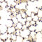 CXXC Finger Protein 1 antibody, 19-875, ProSci, Immunohistochemistry frozen image 