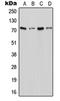 Solute Carrier Family 6 Member 18 antibody, orb215159, Biorbyt, Western Blot image 