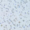 High molecular weight kininogen antibody, 15-266, ProSci, Immunohistochemistry frozen image 