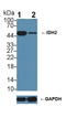 Isocitrate Dehydrogenase (NADP(+)) 2, Mitochondrial antibody, LS-C373619, Lifespan Biosciences, Western Blot image 