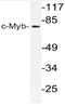 MYB Proto-Oncogene, Transcription Factor antibody, AP21138PU-N, Origene, Western Blot image 