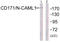 L1 Cell Adhesion Molecule antibody, LS-C198751, Lifespan Biosciences, Western Blot image 