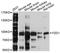 Frizzled Class Receptor 1 antibody, abx125859, Abbexa, Western Blot image 
