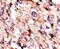 Branched Chain Keto Acid Dehydrogenase Kinase antibody, PA5-13903, Invitrogen Antibodies, Immunohistochemistry frozen image 