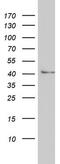 Argininosuccinate Lyase antibody, MA5-26531, Invitrogen Antibodies, Western Blot image 