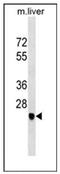 Sarcoglycan Delta antibody, AP53887PU-N, Origene, Western Blot image 