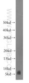 Sodium/potassium-transporting ATPase subunit gamma antibody, 11198-1-AP, Proteintech Group, Western Blot image 