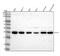 E3 ubiquitin-protein ligase CHIP antibody, M01236-2, Boster Biological Technology, Western Blot image 