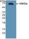 Caudal Type Homeobox 2 antibody, LS-C372964, Lifespan Biosciences, Western Blot image 