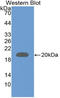 Frataxin antibody, LS-C693965, Lifespan Biosciences, Western Blot image 
