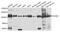 Forkhead Box M1 antibody, MBS126506, MyBioSource, Western Blot image 