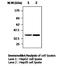 Paraoxonase 3 antibody, orb95679, Biorbyt, Western Blot image 