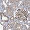 KN Motif And Ankyrin Repeat Domains 3 antibody, NBP2-14138, Novus Biologicals, Immunohistochemistry frozen image 