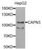 Calpain 3 antibody, PA5-76774, Invitrogen Antibodies, Western Blot image 