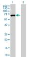 Lysyl Oxidase Like 1 antibody, H00004016-D01P, Novus Biologicals, Western Blot image 