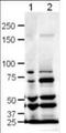 Slit Guidance Ligand 1 antibody, orb86863, Biorbyt, Western Blot image 