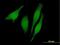 RUN And SH3 Domain Containing 1 antibody, H00023623-B01P, Novus Biologicals, Immunofluorescence image 