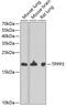 Tubulin Polymerization Promoting Protein Family Member 3 antibody, 22-477, ProSci, Western Blot image 