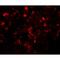 Translin antibody, LS-B9516, Lifespan Biosciences, Immunofluorescence image 