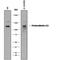 Protocadherin Gamma Subfamily C, 3 antibody, MAB8364, R&D Systems, Western Blot image 