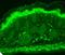 Transient Receptor Potential Cation Channel Subfamily V Member 3 antibody, LS-C227698, Lifespan Biosciences, Immunofluorescence image 