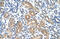 Small Nuclear RNA Activating Complex Polypeptide 2 antibody, 28-557, ProSci, Immunohistochemistry paraffin image 
