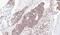 NADH:Ubiquinone Oxidoreductase Subunit S4 antibody, NBP1-31465, Novus Biologicals, Immunohistochemistry frozen image 