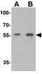 GH3 Domain Containing antibody, GTX31501, GeneTex, Western Blot image 