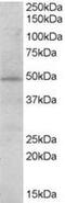 Signal Transducing Adaptor Family Member 2 antibody, MBS420067, MyBioSource, Western Blot image 