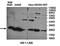 Rho GDP Dissociation Inhibitor Gamma antibody, orb78403, Biorbyt, Western Blot image 