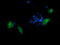 Transmembrane Serine Protease 5 antibody, LS-C337643, Lifespan Biosciences, Immunofluorescence image 