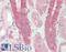 Calpain 1 antibody, LS-B11191, Lifespan Biosciences, Immunohistochemistry paraffin image 