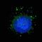 Rubicon Autophagy Regulator antibody, PA5-72054, Invitrogen Antibodies, Immunofluorescence image 