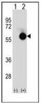 C-terminal-binding protein 2 antibody, AP51117PU-N, Origene, Western Blot image 