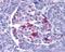 Endonuclease G antibody, NBP1-76657, Novus Biologicals, Immunohistochemistry paraffin image 