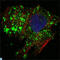 BCL10 Immune Signaling Adaptor antibody, LS-C813990, Lifespan Biosciences, Immunofluorescence image 