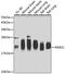 RAB31, Member RAS Oncogene Family antibody, 22-992, ProSci, Western Blot image 