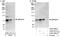 GATA Zinc Finger Domain Containing 2A antibody, A302-356A, Bethyl Labs, Immunoprecipitation image 