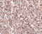 Ly-49a antibody, 4989, ProSci, Immunohistochemistry paraffin image 