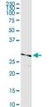 Serine Protease 21 antibody, H00010942-D01P, Novus Biologicals, Western Blot image 