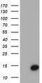 Cystatin S antibody, TA504066, Origene, Western Blot image 