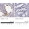 ADAM Metallopeptidase Domain 32 antibody, NBP1-86198, Novus Biologicals, Immunohistochemistry paraffin image 