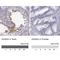 ADAM Metallopeptidase Domain 32 antibody, NBP1-86198, Novus Biologicals, Immunohistochemistry paraffin image 