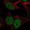Claspin antibody, HPA026305, Atlas Antibodies, Immunofluorescence image 