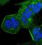 Synaptosome Associated Protein 25 antibody, NBP1-88769, Novus Biologicals, Immunofluorescence image 